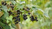 Blackcurrants: Tiny berries with huge health benefits