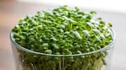 How to grow alfalfa sprouts at home