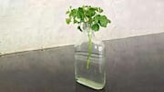 How to grow coriander in water