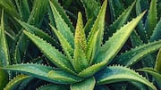 5 delicious ways to cook with aloe vera 