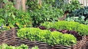 Gardening 101: 5 ways to pair vegetables and herbs