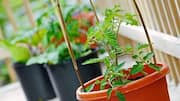 Container gardening: 5 tips for healthy plants 