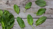 Sorrel leaves: 5 must-try recipes of the African herb