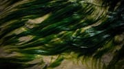 Kelp: The sea superfood you need to know about