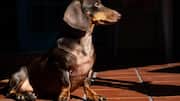Keep your dog looking healthy with these coat care tips