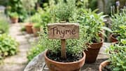 Growing a herb garden? Try these AI tools 