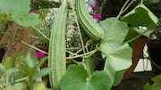 Why nutritionists are calling ridge gourd the ultimate detox