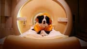 Dogs can differentiate between fearful and sad human faces: Study