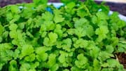 5 secrets to growing healthy cilantro indoors