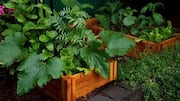 Container gardening: 5 watering mistakes to avoid