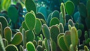 Kalahari cactus: A traditional remedy for appetite control