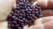Adzuki beans v/s mung beans: Which is better for you?