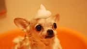 Dog shampoo alternatives: 5 household items that work