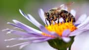 Could honeybees help us communicate with aliens in the future?
