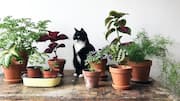 How to choose a pet-friendly planter 