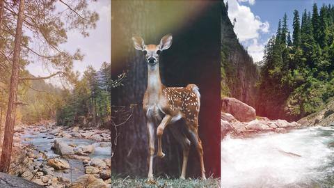 5 national parks in Himachal Pradesh that shutterbugs must visit 5 national parks in Himachal Pradesh that shutterbugs must visit