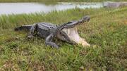 First-ever 'virgin birth' found in crocodile species: Know scientific significance