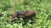 Kerala extends controlled wild boar culling order for another year
