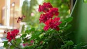 Geranium: A herb valued in natural wellness