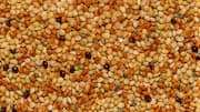 Thinking of replacing millet? Try sorghum