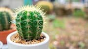 How to tell if your cactus is dying 