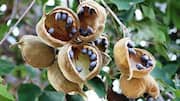 How to make jewelry from baobab pods