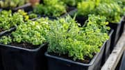 Indoor gardening 101: How to grow parsley 