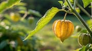 How to care for cape gooseberry plant