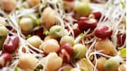 5 sprouted pulses for a nutritious seasonal diet 