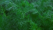 How to grow fennel indoors