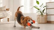 Is your pet bored? Try these AI-powered toys 