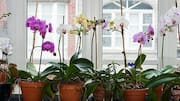 This tea bag trick can help your orchids thrive