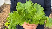 Dislike mustard greens? These recipes may make you rethink