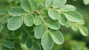 Senna leaves: A herbal remedy for digestive health