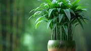 How to care for bamboo plants  