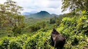 Gorilla trekking is the wildlife adventure of a lifetime! 