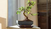 How to fertilize your indoor bonsai plants