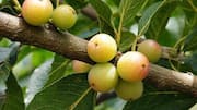 Kakadu plum: A superfruit packed with vitamin C 