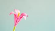 Origami 101: 5 fascinating things to know