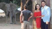 Elephant tramples multi-millionaire CEO to death in South Africa 