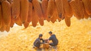 This Chinese-Dutch team just turned corn into sustainable plastic