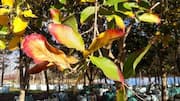 Bushwillow: A plant with many health benefits 