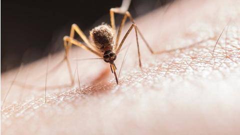 Man dies of West Nile fever in Kerala's Thrissur Man dies of West Nile fever in Kerala's Thrissur