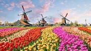 You must explore these tulip trails in Amsterdam