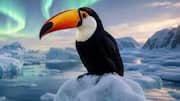How AI-altered images are putting birdwatching at risk