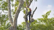 Tree climbing: A must-try outdoor activity 