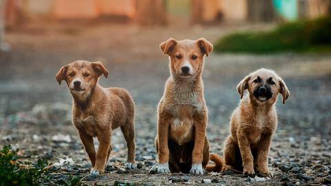 International Dog Day: 5 adorable qualities of our furry friends International Dog Day: 5 adorable qualities of our furry friends