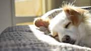 Keep your dogs' teeth clean with these homemade treats