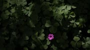 Grow your own sorrel without a garden