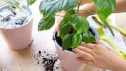 5 things to mix into your houseplant soil
